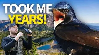 Thumbnail: I Finally Filmed This Bird After Searching for YEARS