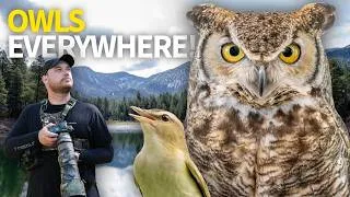 Thumbnail: 5 Owls and a RARE Visitor While Birding