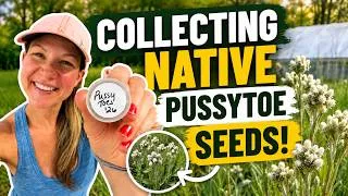 Thumbnail: Collecting Pussytoe Seeds (Easy Guide) | Harvest, Dry & Save Native Seeds