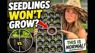 Thumbnail: How Long Do Native Plants Take to Grow? Seedling Update & Growth Comparison
