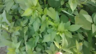 Thumbnail: 3rd Jonglei view and flower onek sundor gac gulo