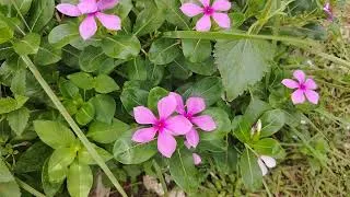 Thumbnail: Five dana flowers misti dekhte