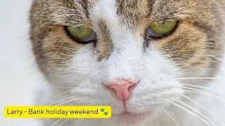 Thumbnail: Larry, The Downing Street Cat - Bank holiday weekend
