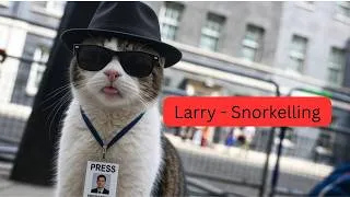 Thumbnail: Larry, The Downing Street Cat  - Snorkelling