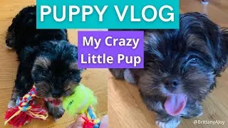 Thumbnail: Is My Puppy Crazy?! | Dog Mom Puppy Vlog