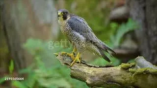 Thumbnail: Toru Minegishi- Hyrule Field main theme (Peregrine falcon tribute)