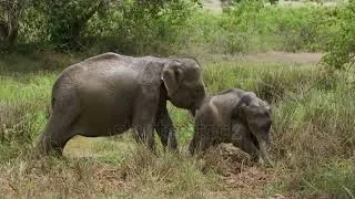 Thumbnail: Kamahl- The Elephant Song (Indian elephant tribute)