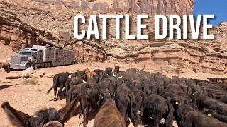 Thumbnail: LONG Cattle Drive Through Desert!