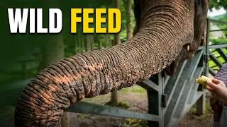 Thumbnail: Meeting Elephants Up Close in China