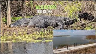 Thumbnail: Orlando’s Hidden Gem: Lake Apopka Wildlife Drive Experience