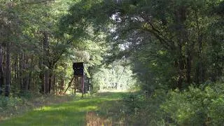 Thumbnail: Rowesville Tree Farm: 1,623.93 +/- Acres In Orangeburg Co, SC w/ Excellent Wildlife