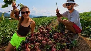 Thumbnail: ABSOLUTE GIANT BEET HARVEST