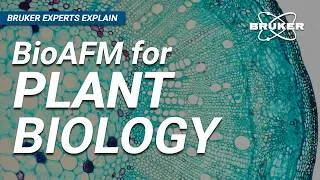 Thumbnail: How to Use Atomic Force Microscopes for Plant Biology | Bruker Experts Explain