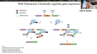 Thumbnail: SORS: Regulation of Nascent Transcription in Development and Disease
