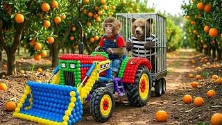 Thumbnail: Music Video Monkey Nana and JCB Tractor Excavator  to Harvest Oranges and Catch a Sneaky Thief