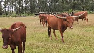 Thumbnail: Feeding Safe guard wormer block to the cows.