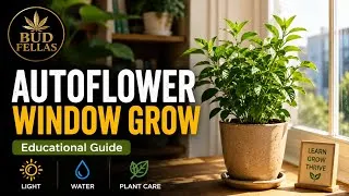 Thumbnail: Can Natural Sunlight Grow an Autoflower? - sponsored by Mars Hydro 
