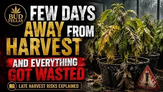 Thumbnail: Waited Too Long… And It Ruined Everything - sponsored by Mars Hydro 