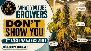 Thumbnail:  Late-Stage Leaf Fade Explained - sponsored by MARS HYDRO 