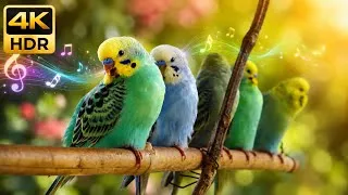 Thumbnail: Energetic Budgie Sounds to Activate Your Bird! 4K TV for Birds to Chirp & Sing