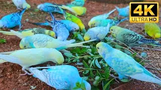 Thumbnail: Budgie Party! Happy Flock Eating Grass Flowers