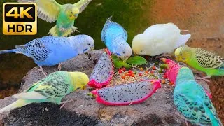 Thumbnail: Budgies Feast Party! Relaxing Bird Sounds & Chirping for Pet Birds 4K