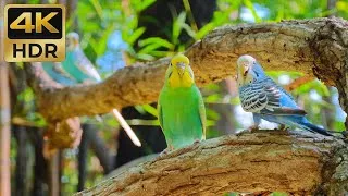 Thumbnail: ​1 Hour Calming Parakeet Chirping • Beautiful Golden Light Nature Sounds [4K]