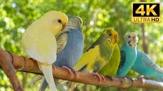 Thumbnail: Budgie Calling Sounds: Relaxing Evening Chattering Video for Birds to Watch