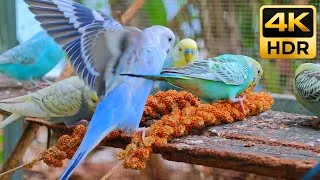 Thumbnail: Budgie Sounds | Happy Birds Enjoying Millet & Chirping (4K HDR)