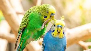 Thumbnail: Play This for 60 Seconds and Watch Your Bird Start Singing 🎶
