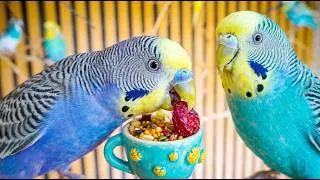 Thumbnail: Relaxing Bird Sounds: Spending Time with My Budgies