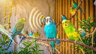Thumbnail: What Does A Happy Budgie Sound Like? (Compilation)