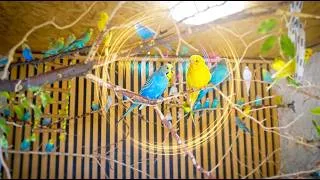 Thumbnail: Inside a Real Budgie Aviary - Pure Bird Sounds