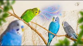 Thumbnail: What Are Your Budgies Saying? Listen to Real Conversations! 🦜