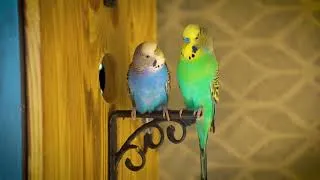 Thumbnail: Real Budgie Sounds – Aviary Birds Singing