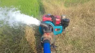 Thumbnail: Old Cd Original Power Diesel Engine Set In Summer Season Rice 🌾🌾🌾 Field