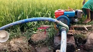 Thumbnail: 5hp Air Cooled China Water Pump || Kisanon ka Desi jugad || Watering in A Rice Field🌾🌾🌾