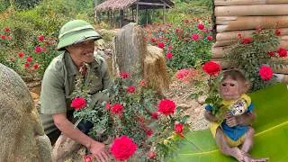 Thumbnail: BuEm baby monkey cute Helps Grandpa Build Happy Home Plant Flowers & Fix House ❤️