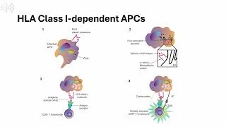 Thumbnail: Uveitis Chapter 2: Immunization and Adaptive Immunity: The Immune Response Arc and Immune Effectors