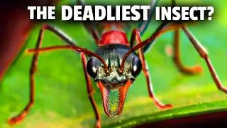 Thumbnail: Australia's Scariest Insect is Worse than Any Spider