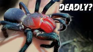 Thumbnail: The Forgotten Venomous Spider of Australia's Rainforests
