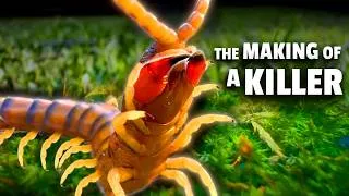 Thumbnail: The Insane Evolution of Centipedes