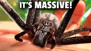 Thumbnail: Australia's Forgotten Giant Spider