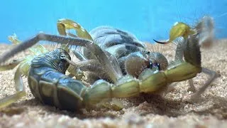 Thumbnail: Camel Spider VS Scorpion - BRUTAL BATTLE BETWEEN DESERT PREDATORS