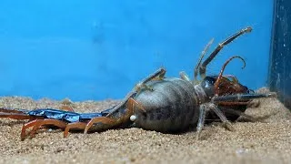 Thumbnail: Camel Spider VS Giant Centipede - EPIC FIGHT !