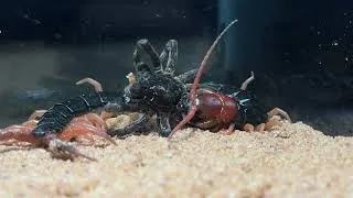 Thumbnail: Huge Centipede VS Tarantula