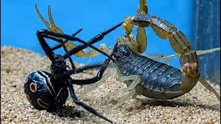 Thumbnail: Black Widow VS Scorpion - VENOMOUS PREDATORS
