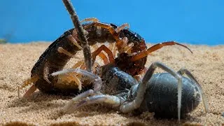 Thumbnail: What if Camel Spider sees Giant Centipede - Camel Spider VS Giant Centipede