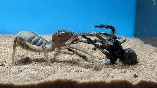 Thumbnail: Camel Spider VS Tarantula ( Sun Spider VS European T. )