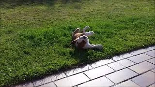 Thumbnail: English Bulldog puppy 9 weeks old playing by himself
